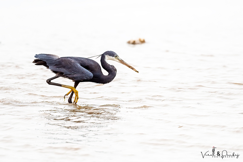 Western Reef Egret